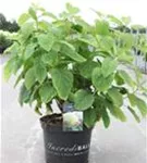 Ballhortensie 'Strong Annabelle' - Hydrangea arborescens 'Strong Annabelle'