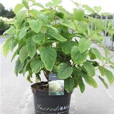 Hydrangea arborescens 'Strong Annabelle', C 10 60-