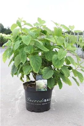 Ballhortensie 'Strong Annabelle' - Hydrangea arborescens 'Strong Annabelle'