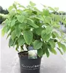 Ballhortensie 'Strong Annabelle' - Hydrangea arborescens 'Strong Annabelle'