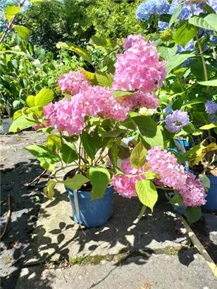 Gartenhortensie 'Endless Summer' - Hydrangea macr.'Endless Summer' rosa