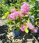 Gartenhortensie 'Endless Summer' - Hydrangea macr.'Endless Summer' rosa