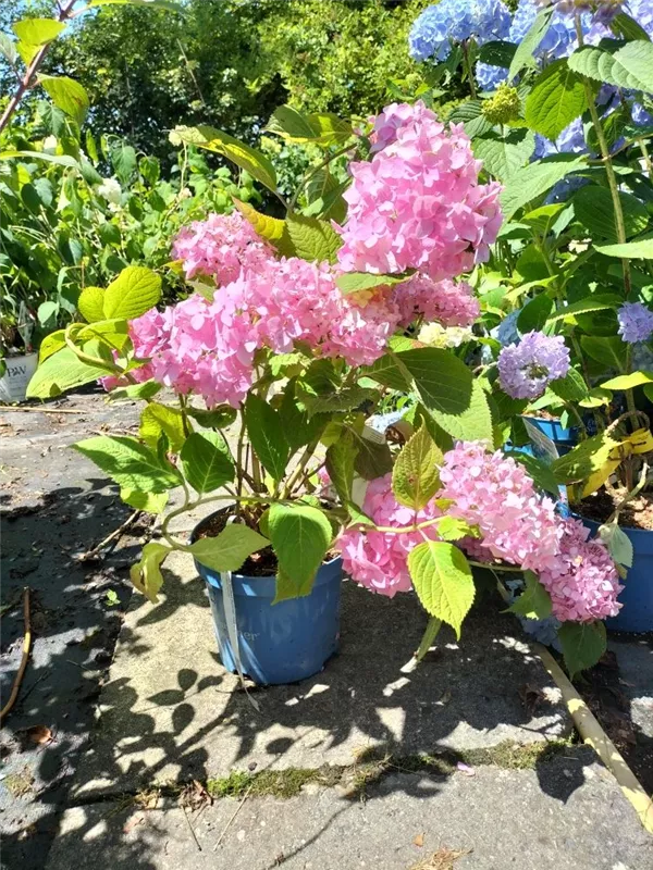 Gartenhortensie 'Endless Summer' - Hydrangea macr.'Endless Summer' rosa