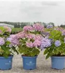 Gartenhortensie 'Endless Summer' - Hydrangea macr.'Endless Summer' rosa