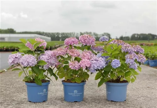Gartenhortensie 'Endless Summer' - Hydrangea macr.'Endless Summer' rosa