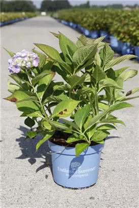 Gartenhortensie 'Endless Summer' - Hydrangea macr.'Endless Summer' blau