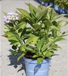Gartenhortensie 'Endless Summer' - Hydrangea macr.'Endless Summer' blau
