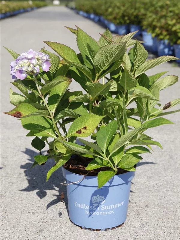 Gartenhortensie 'Endless Summer' - Hydrangea macr.'Endless Summer' blau