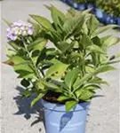 Gartenhortensie 'Endless Summer' - Hydrangea macr.'Endless Summer' blau