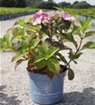 Hortensie Twist and Shout - Hydrangea macr. 'Endless Summer - Twist and Shout'