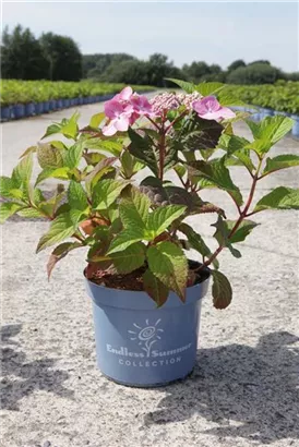 Hortensie Twist and Shout - Hydrangea macr. 'Endless Summer - Twist and Shout'