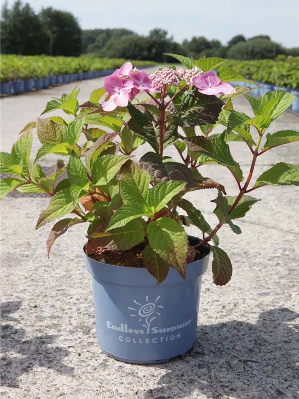 Hortensie Twist and Shout - Hydrangea macr. 'Endless Summer - Twist and Shout'