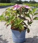 Hortensie Twist and Shout - Hydrangea macr. 'Endless Summer - Twist and Shout'