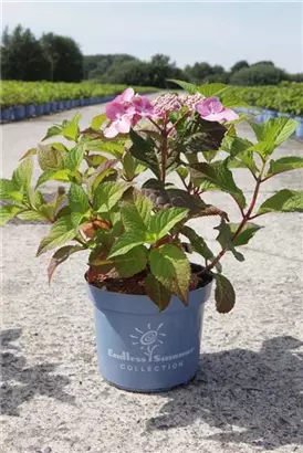 Hortensie Twist and Shout - Hydrangea macr. 'Endless Summer - Twist and Shout'