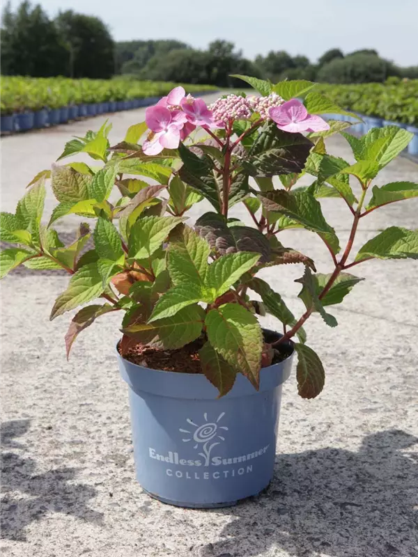 Hortensie Twist and Shout - Hydrangea macr. 'Endless Summer - Twist and Shout'