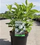Bauernhortensie 'Soeur Therese' - Hydrangea macrophylla 'Soeur Therese'