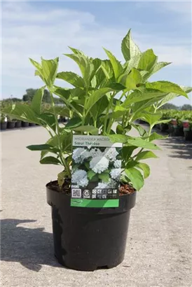 Bauernhortensie 'Soeur Therese' - Hydrangea macrophylla 'Soeur Therese'