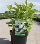 Bauernhortensie 'Soeur Therese' - Hydrangea macrophylla 'Soeur Therese'