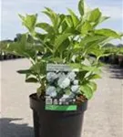 Bauernhortensie 'Soeur Therese' - Hydrangea macrophylla 'Soeur Therese'