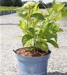 Gartenhortensie Endless Summer 'The Bridge' - Hydrangea macrophylla Endless Summer 'The Bride'