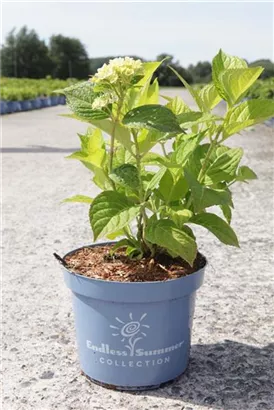 Gartenhortensie Endless Summer 'The Bridge' - Hydrangea macrophylla Endless Summer 'The Bride'