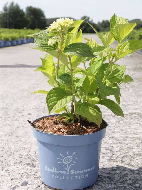 Gartenhortensie Endless Summer 'The Bridge' - Hydrangea macrophylla Endless Summer 'The Bride'