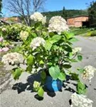 Gartenhortensie Endless Summer 'The Bridge' - Hydrangea macrophylla Endless Summer 'The Bride'