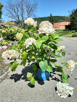 Gartenhortensie Endless Summer 'The Bridge' - Hydrangea macrophylla Endless Summer 'The Bride'