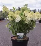 Rispenhortensie 'Bobo' - Hydrangea paniculata 'Bobo' Rispenhortensie 'Bobo' - Hydrangea paniculata 'Bobo'