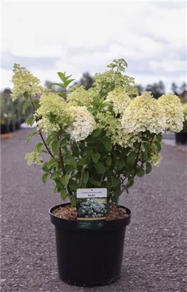 Rispenhortensie 'Bobo' - Hydrangea paniculata 'Bobo' Rispenhortensie 'Bobo' - Hydrangea paniculata 'Bobo'
