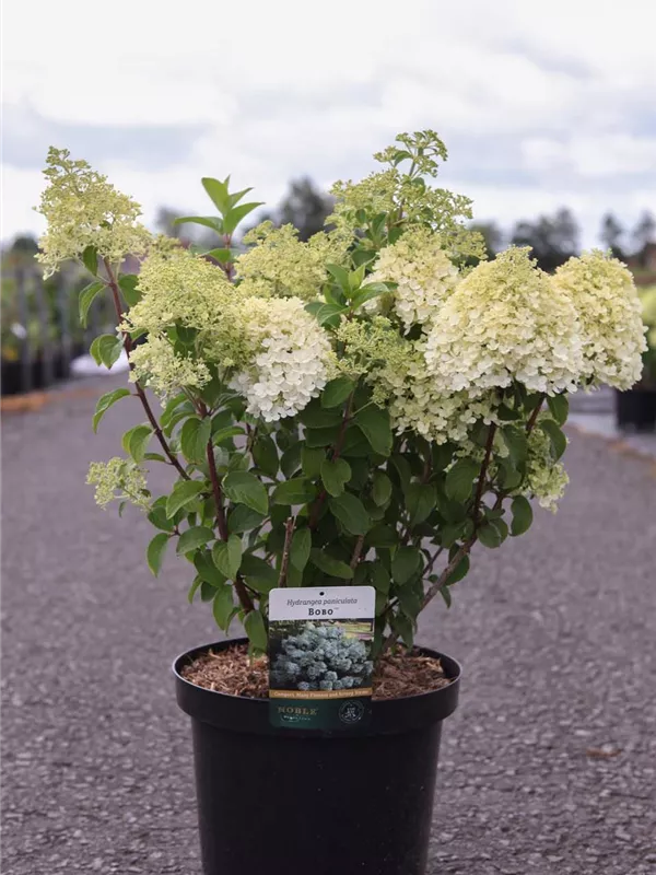 Rispenhortensie 'Bobo' - Hydrangea paniculata 'Bobo' Rispenhortensie 'Bobo' - Hydrangea paniculata 'Bobo'
