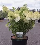 Rispenhortensie 'Bobo' - Hydrangea paniculata 'Bobo'