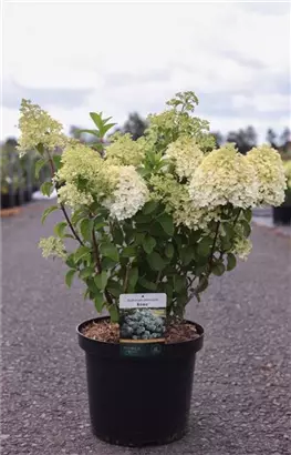 Rispenhortensie 'Bobo' - Hydrangea paniculata 'Bobo'