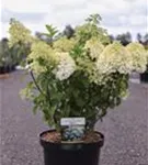 Rispenhortensie 'Bobo' - Hydrangea paniculata 'Bobo'