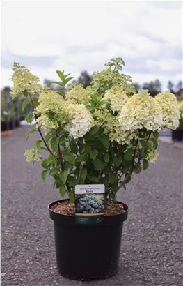 Rispenhortensie 'Bobo' - Hydrangea paniculata 'Bobo'