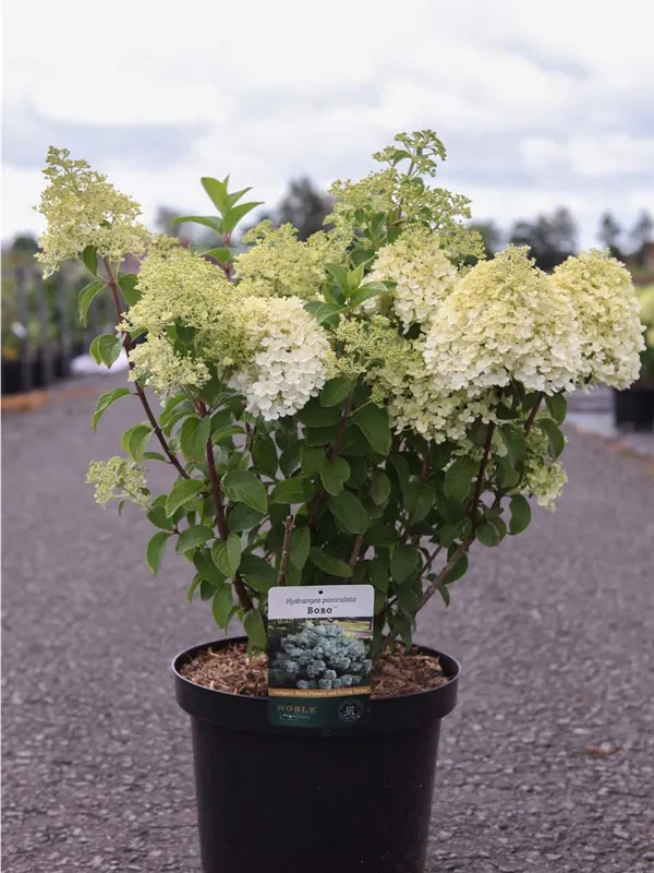 Rispenhortensie 'Bobo' - Hydrangea paniculata 'Bobo'