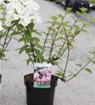 Rispenhortensie - Hydrangea paniculata 'Diamant Rouge'