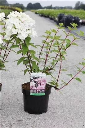 Rispenhortensie - Hydrangea paniculata 'Diamant Rouge'