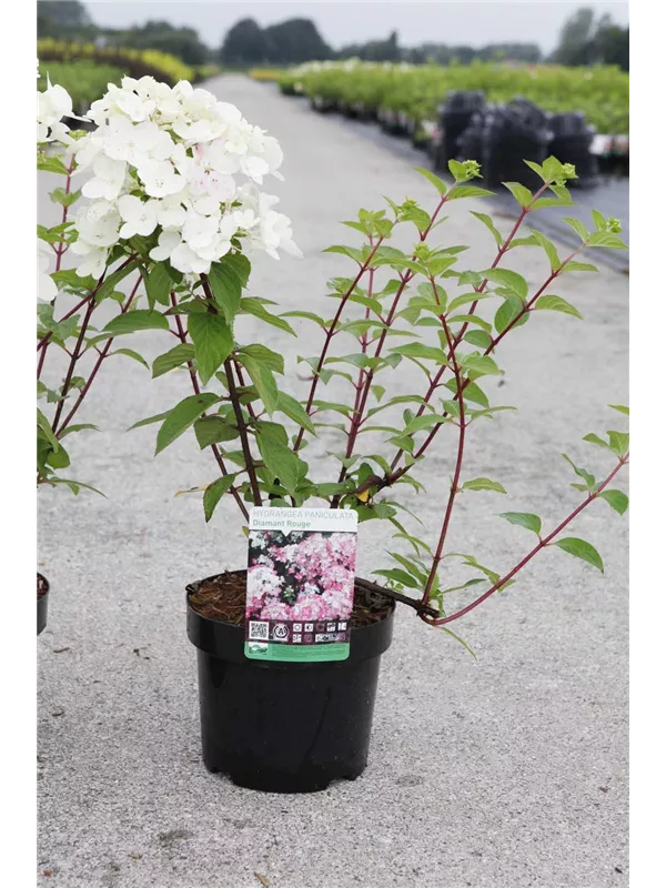 Rispenhortensie - Hydrangea paniculata 'Diamant Rouge'