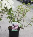 Rispenhortensie - Hydrangea paniculata 'Diamant Rouge'