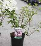 Rispenhortensie - Hydrangea paniculata 'Diamant Rouge'