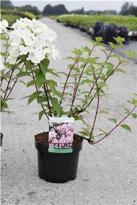 Rispenhortensie - Hydrangea paniculata 'Diamant Rouge'