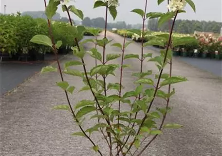 Hydrangea paniculata 'Fraise Melba' - 