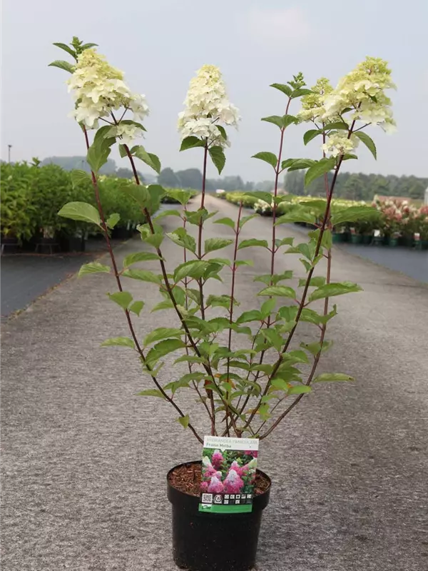 Hydrangea paniculata 'Fraise Melba'
