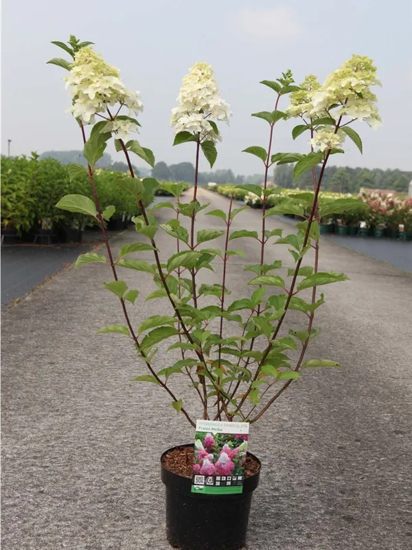 Hydrangea paniculata 'Fraise Melba'