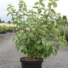 Hydrangea paniculata 'Fraise Melba', C 10 50- 60