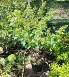 Rispenhortensie 'Kyushu' - Hydrangea paniculata 'Kyushu' Rispenhortensie 'Kyushu' - Hydrangea paniculata 'Kyushu'