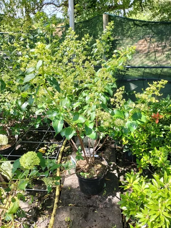 Rispenhortensie 'Kyushu' - Hydrangea paniculata 'Kyushu' Rispenhortensie 'Kyushu' - Hydrangea paniculata 'Kyushu'