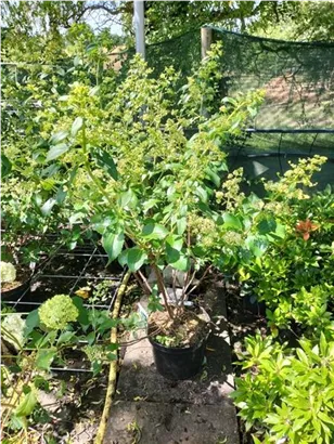 Rispenhortensie 'Kyushu' - Hydrangea paniculata 'Kyushu'