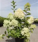 Rispenhortensie 'Limelight' -S- - Hydrangea paniculata 'Limelight' -S-